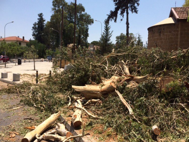 За незаконную вырубку деревьев на Кипре привлекут к ответственности