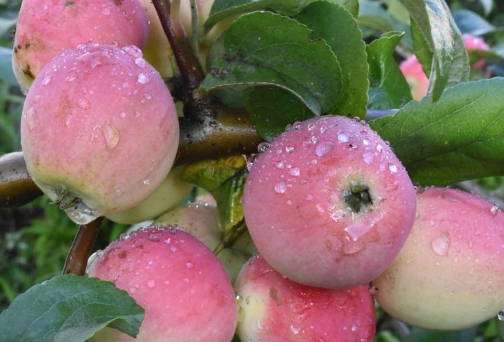 Град уничтожил 30% урожая яблок на Кипре 