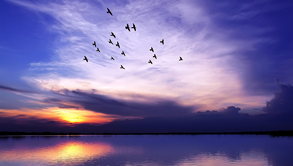 Кипр приглашает всех желающих понаблюдать за перелетом птиц | CypLIVE