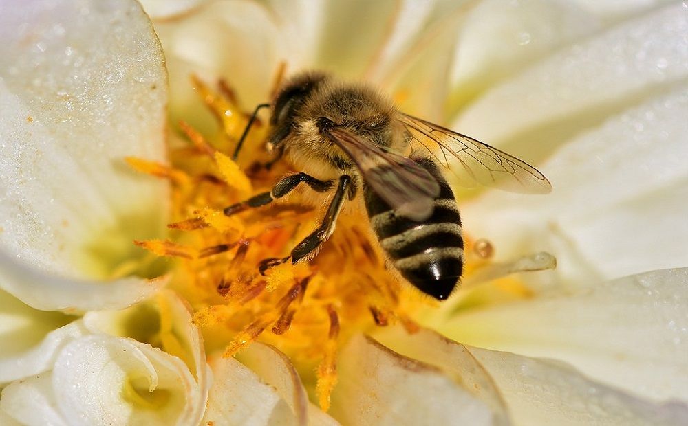 На Кипре откроют пчелиный музей - Вестник Кипра