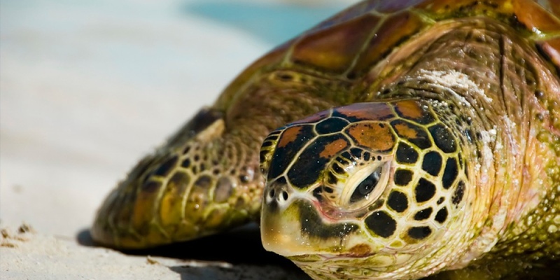 В Лиопетри рыбак спас огромную черепаху