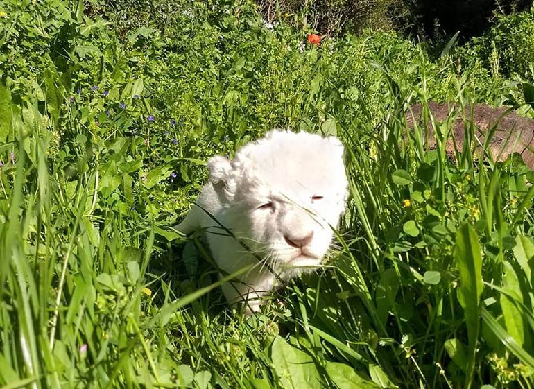 Зоопарк Пафоса показал своего нового львенка Симбу