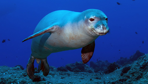 Редкие белобрюхие тюлени отдохнули на Кипре | CypLIVE