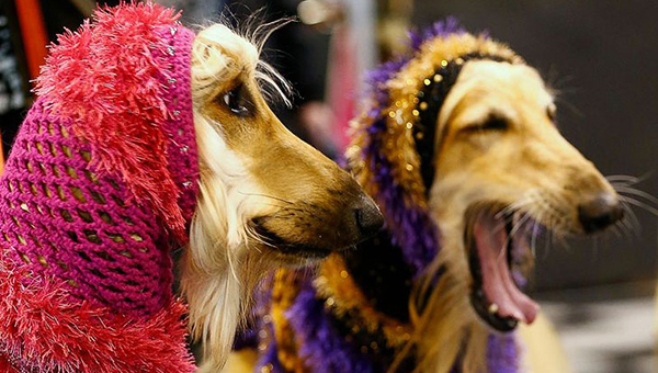 В мае на Кипре пройдет выставка собак 