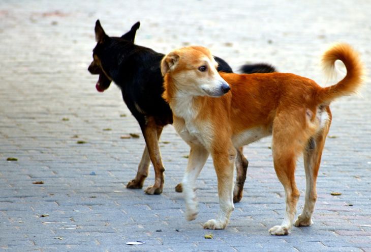 В Лимассоле пройдет спецоперация по поимке стаи одичавших собак