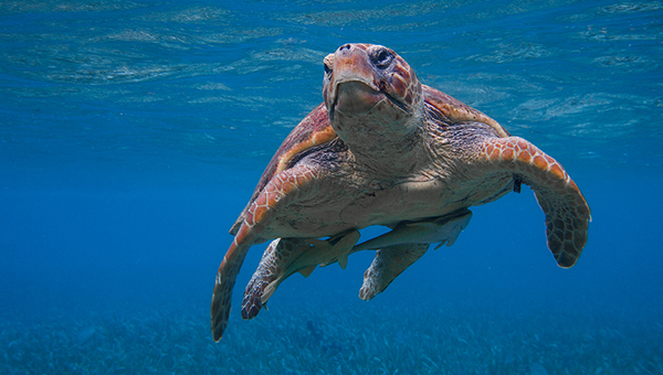 Кипрский пловец спас морскую черепаху | CypLIVE