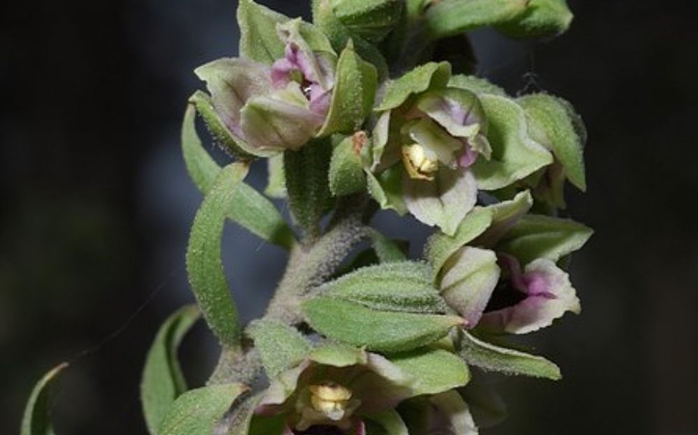 Посмотрите на орхидею Троодоса - Вестник Кипра