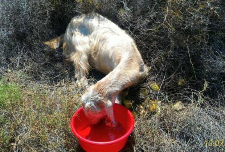 В деревне Пиргос спасена измученная коза 