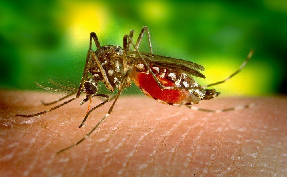 Ларнака борется с комарами с воздуха - Вестник Кипра