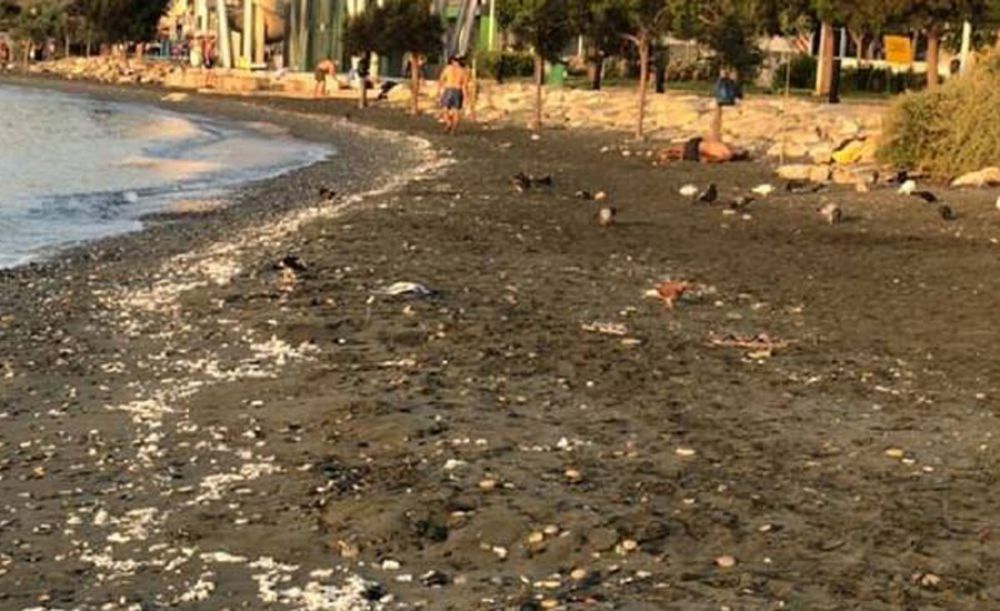 На пляж Лимассола волна вынесла туалетную бумагу - Вестник Кипра