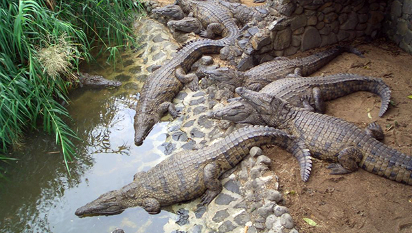 Вопреки протестам в Ларнаке разрешили создание парка крокодилов