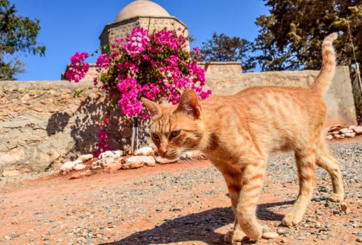 С 2017-го по 2021 год на Кипре стерилизовано 7287 котов и кошек