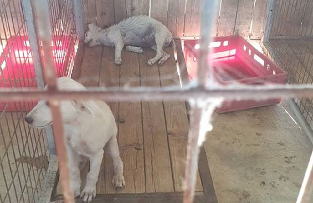 Защитники животных жалуются на собачий приют в Гери - Вестник Кипра