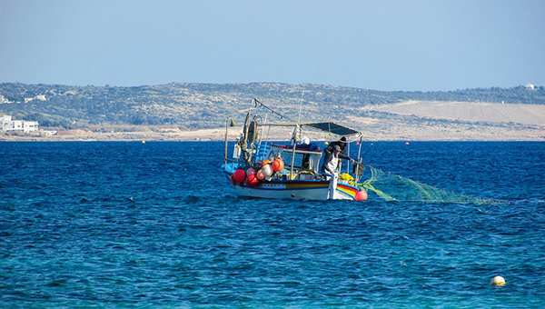Рыбаки Кипра страдают о дельфинов, черепах и любителей | CypLIVE