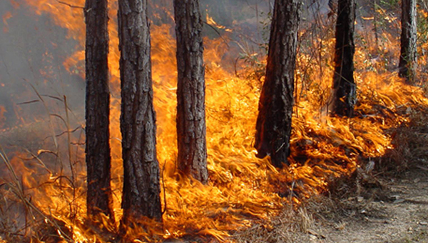 Пожар в районе Лимассола локализован – обошлось без жертв и серьезных повреждений