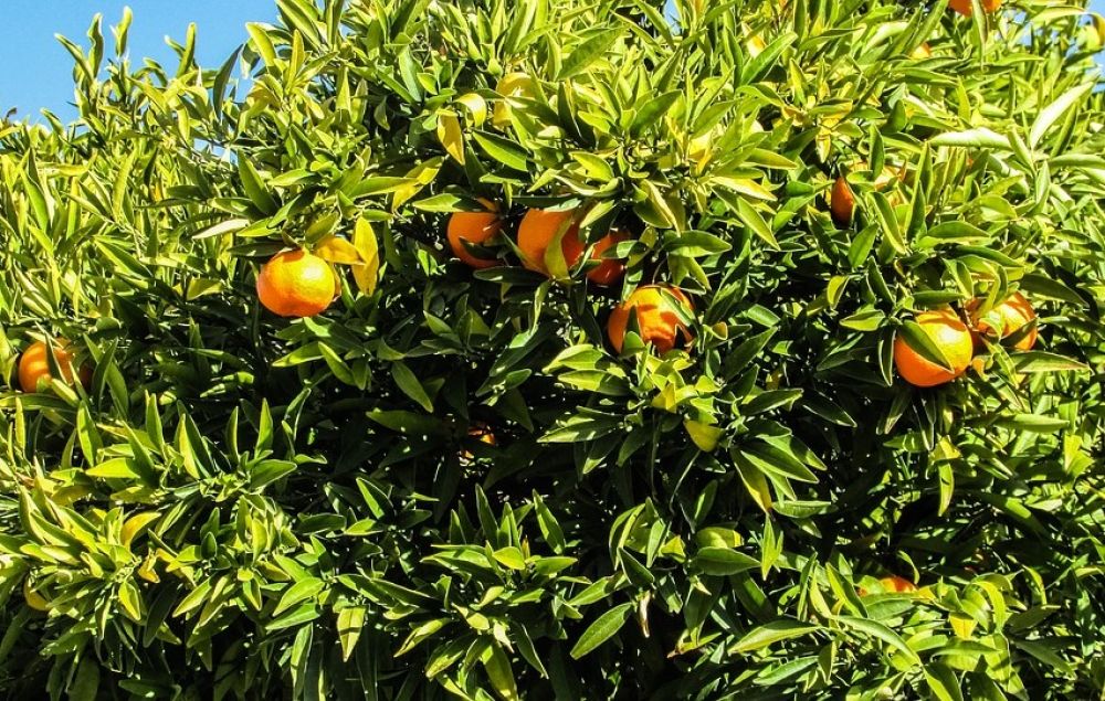 Какие фрукты растут на Кипре - Вестник Кипра