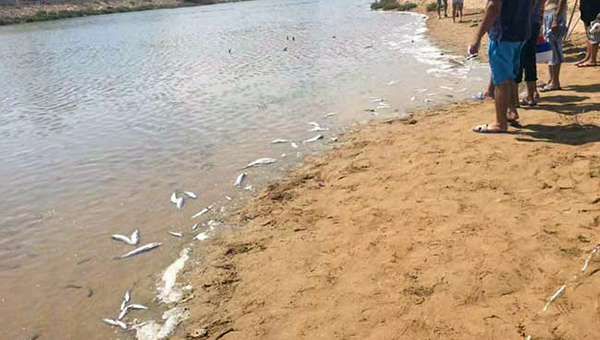 Таинственная гибель рыбы в озере на Кипре | CypLIVE