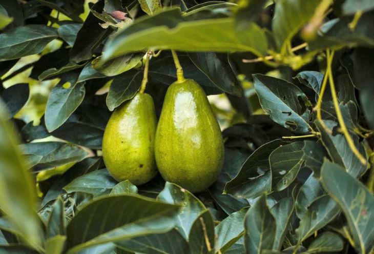 В Куклии похищена тонна авокадо