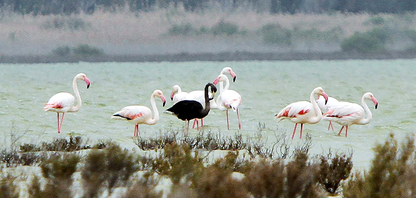 На Кипр прилетели розовые и черные фламинго | CypLIVE