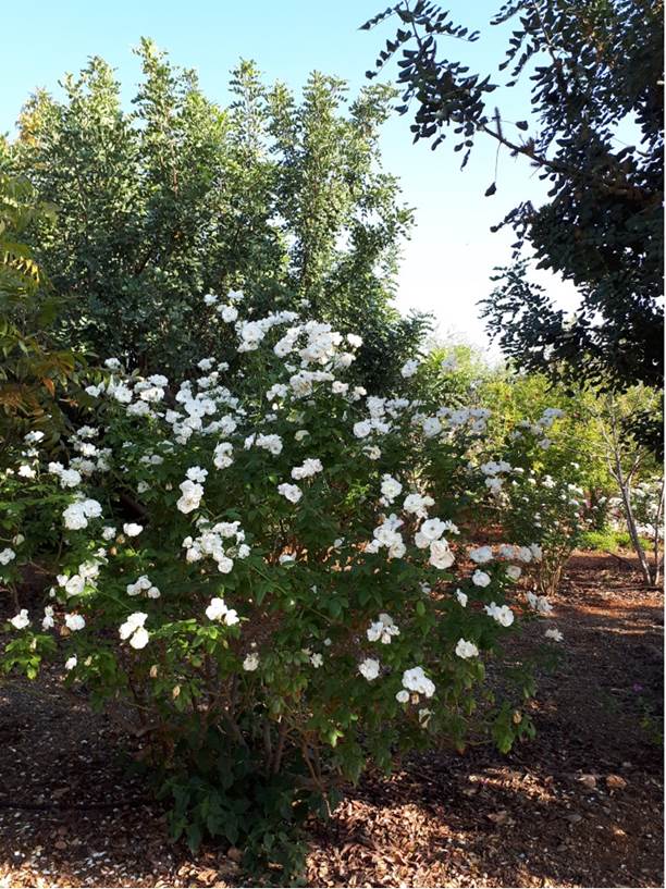 Вестник Кипра - Письмо читателя: Я вырастила свой ботанический сад