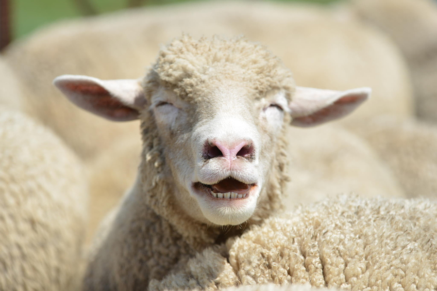 Любитель овец арестован на Кипре