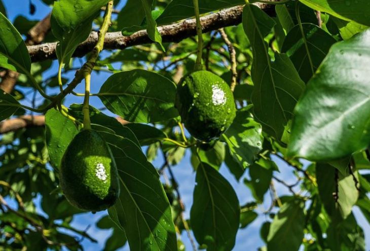 В деревне Ахелия украли тонну авокадо 