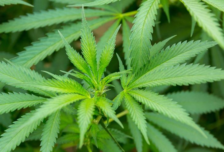 Кипр может стать первым в мире в деле выращивания медицинской марихуаны
