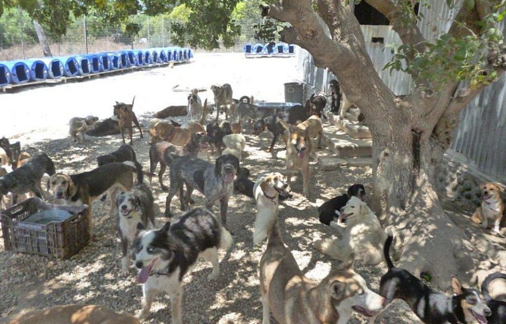1700 бродячих собак выпустят на улицы - Вестник Кипра