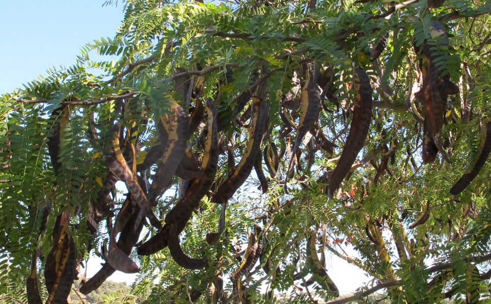 Кипр покроют плантации рожкового дерева - Вестник Кипра