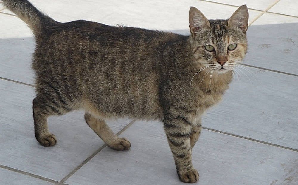 Защитники животных за стерилизацию бездомных кошек - Вестник Кипра