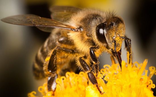 Куда исчезли кипрские пчёлы? - Вестник Кипра