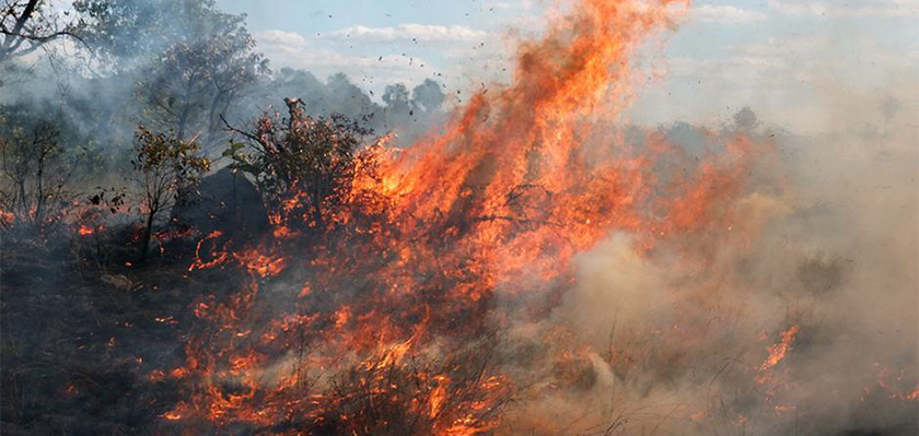 На Кипре начались лесные пожары | CypLIVE