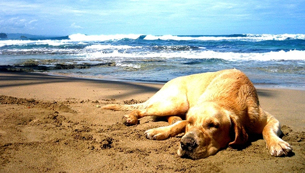 В Лимассоле появится пляж для собак