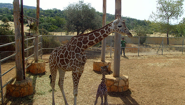 В зоопарке Пафоса родился жирафенок | CypLIVE