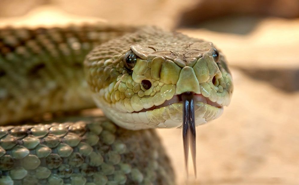 Змеи: как защитить себя и близких? - Вестник Кипра