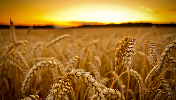Кипрские производители пшеницы на грани отчаяния | CypLIVE