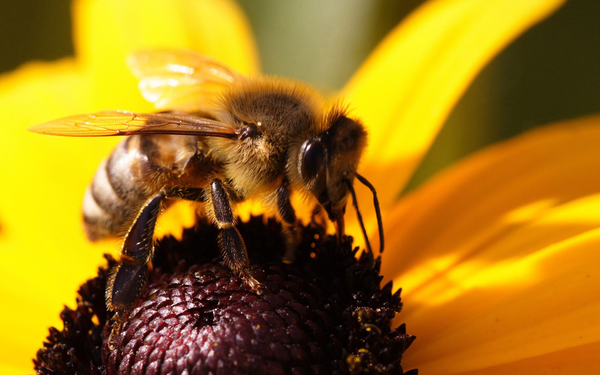 Пчелы на Кипре исчезают с угрожающей скоростью