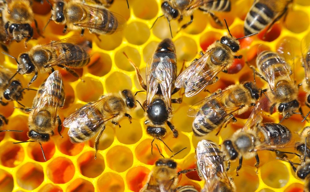 В гости к пчелам: медовый маршрут Кипра - Вестник Кипра