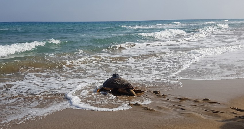 Кипрская черепаха доплыла до Туниса - Вестник Кипра