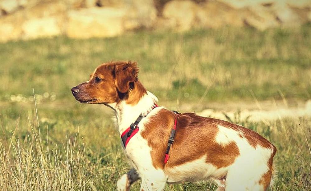 Закон защитит охотничьих собак - Вестник Кипра