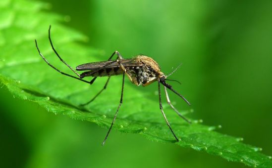Репеллент может защитить не только от комаров 