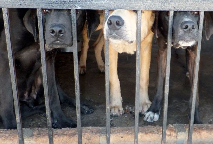 Власти Кипра выделят 750 000 евро на создание пяти собачьих приютов