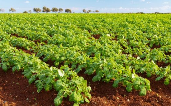 Кипр и Общая сельскохозяйственная политика ЕС - Вестник Кипра