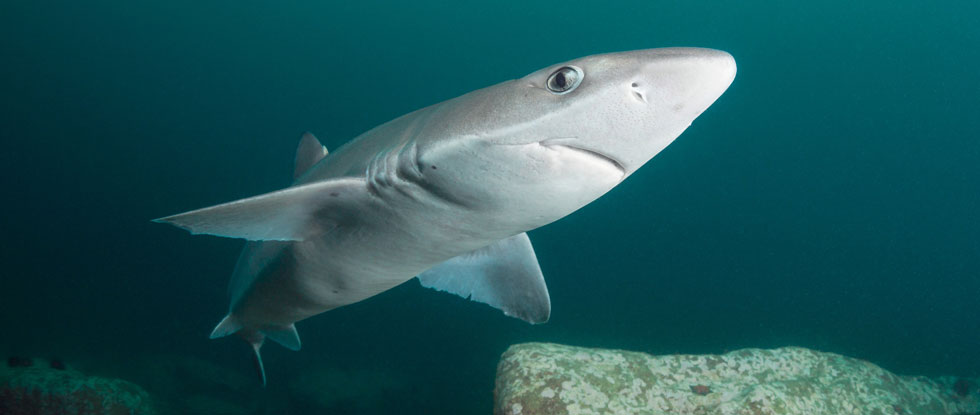 У берегов Кипра поймана 650-килограммовая акула