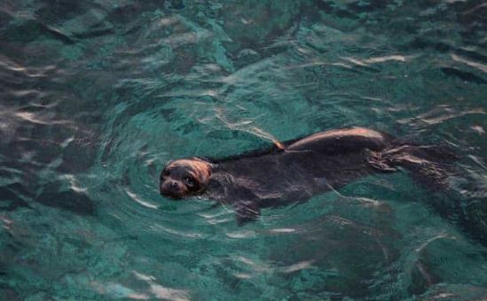 Детёныш тюленя нашёл маму! - Вестник Кипра