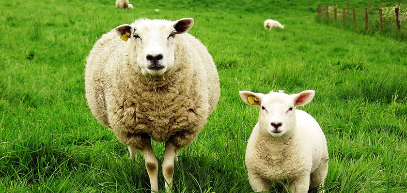 На Кипре продолжаются похищения овец | CypLIVE