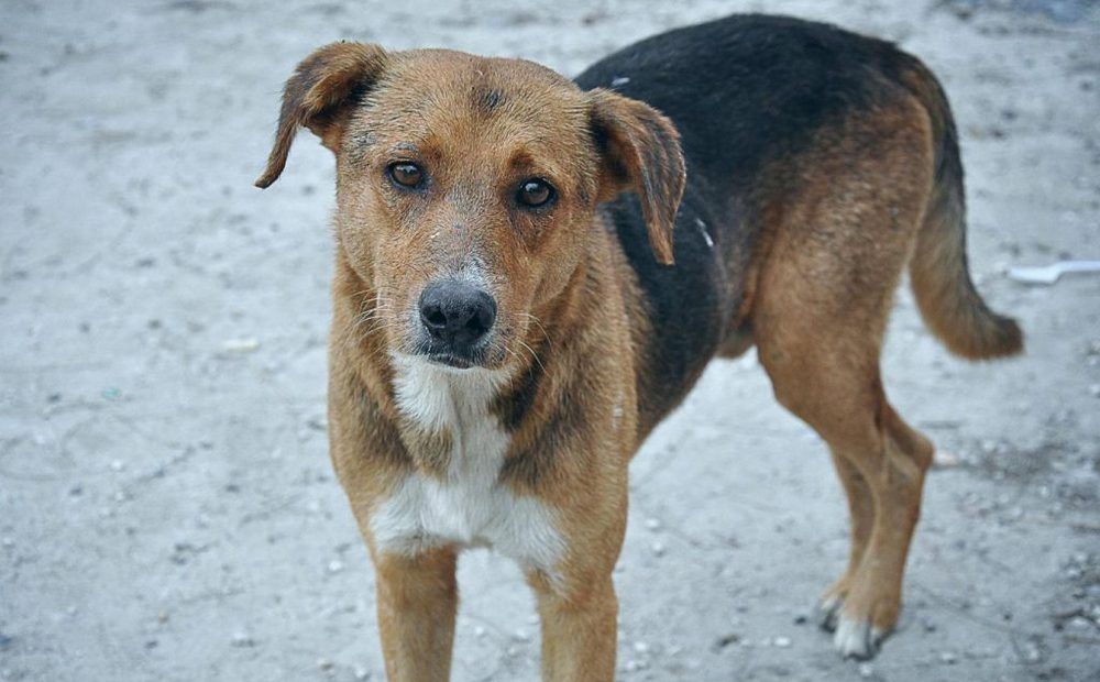 Минсельхоз откроет сеть мини-приютов для собак - Вестник Кипра