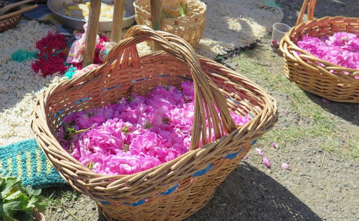 Жизнь в розовом цвете - Вестник Кипра