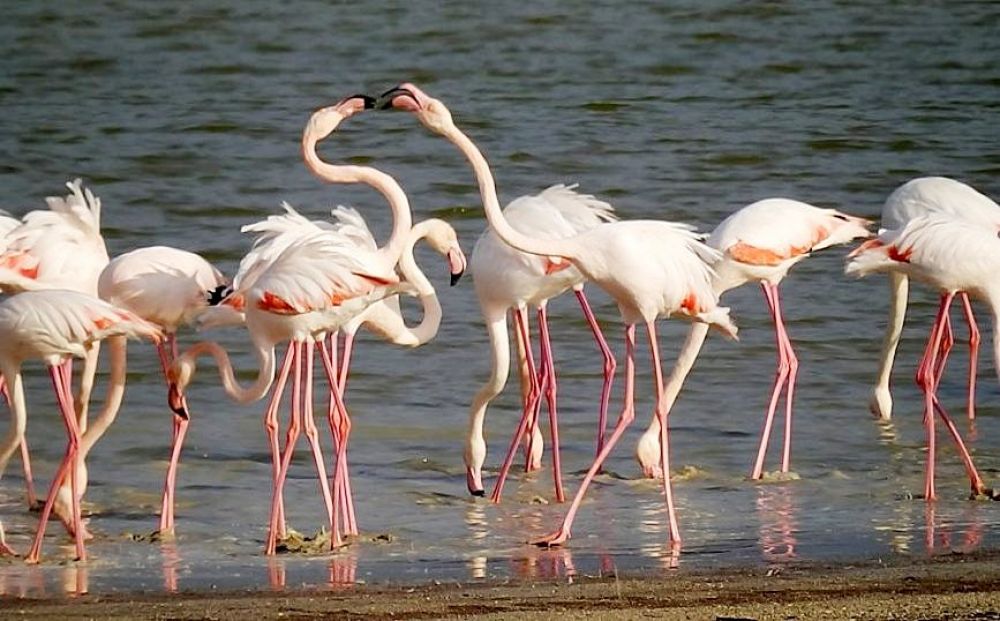 Акротири приютит гнездящихся фламинго - Вестник Кипра