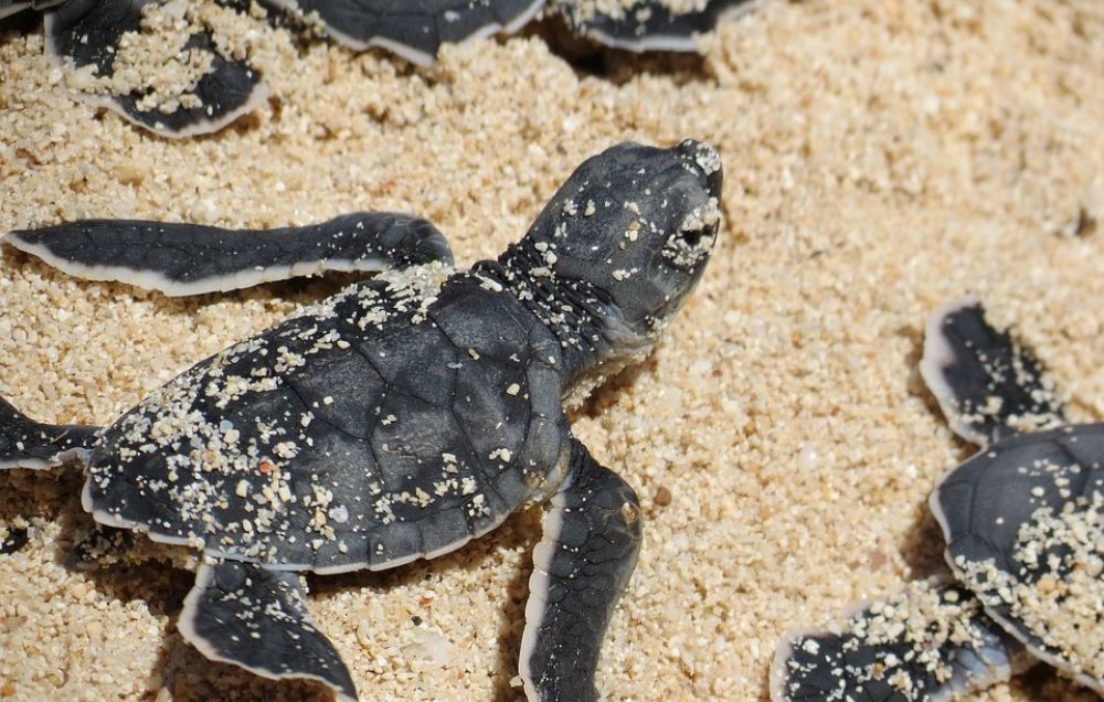 Черепахи стали жертвой меняющегося климата - Вестник Кипра